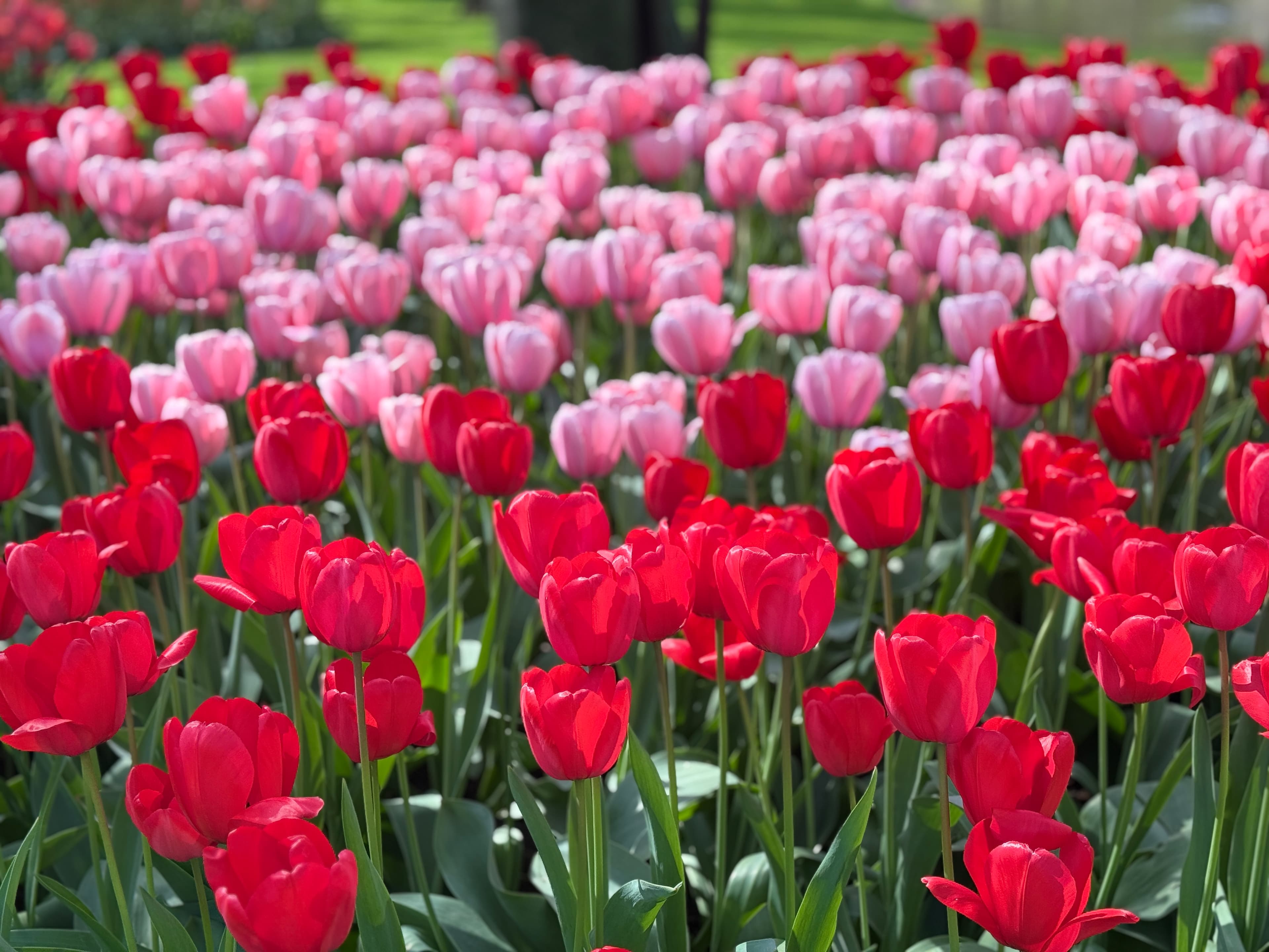Netherlands destination guide